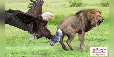 (ویدئو) مستند حیات وحش حیوانات/ راز بقا: نبرد شگفت انگیز و منحصربه فرد نفس‌گیر عقاب، شیر و مامبای سیاه