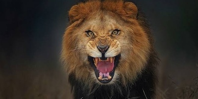 شکارچی ساعت 5 صبح؛ 3 شیر گرسنه در حمله ای بی رحمانه بخشی از بدن نگهبان را خوردند!