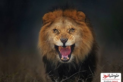 شکارچی ساعت 5 صبح؛ 3 شیر گرسنه در حمله ای بی رحمانه بخشی از بدن نگهبان را خوردند!