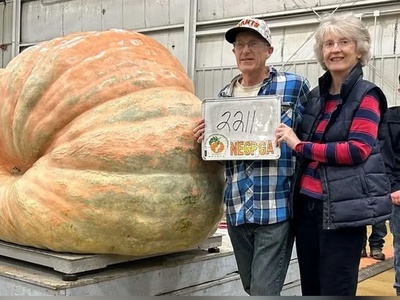 (ویدئو) کدو تنبل 1000 کیلویی برنده جایزه جشنواره آمریکا!