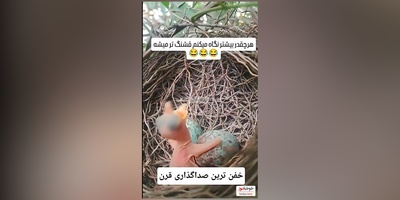 فیلم/خلاقیت خنده دار هنرمند ایرانی وقتی به جای جوجه کوچولو حرف میزنه/ خدا نکشتت چطور به ذهنت رسید؟😂
