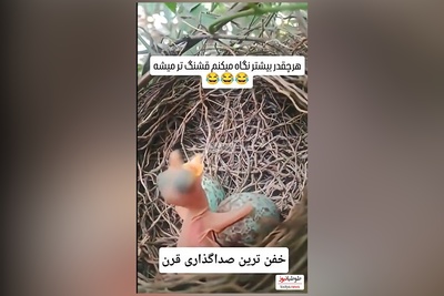 فیلم/خلاقیت خنده دار هنرمند ایرانی وقتی به جای جوجه کوچولو حرف میزنه/ خدا نکشتت چطور به ذهنت رسید؟😂