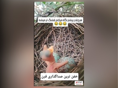 فیلم/خلاقیت خنده دار هنرمند ایرانی وقتی به جای جوجه کوچولو حرف میزنه/ خدا نکشتت چطور به ذهنت رسید؟😂