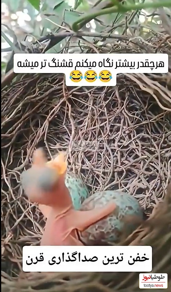 فیلم/خلاقیت خنده دار هنرمند ایرانی وقتی به جای جوجه کوچولو حرف میزنه/ خدا نکشتت چطور به ذهنت رسید؟😂