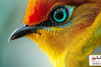 (تصاویر) 5 تا از پرندگانی که شگفت انگیزترین چشمان جهان را دارند/ احتمالا مژه مصنوعی رو از دومی الهام گرفتن، فقط ببین چه مژه‌هایی داره👌
