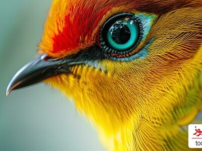 (تصاویر) 5 تا از پرندگانی که شگفت انگیزترین چشمان جهان را دارند/ واقعا نمیشه ازشون چشم برداشت