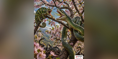 (ویدئو) ویژه علاقه‌مندان به مستند حیات وحش / تقابل نفس‌گیر در دل درخت؛ دوئل آفتاب‌پرست و مار بومسلنگ