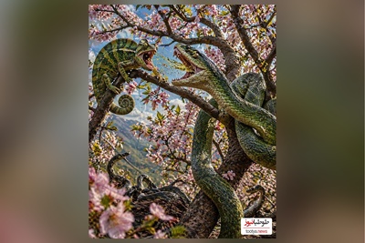 (ویدئو) ویژه علاقه‌مندان به مستند حیات وحش / تقابل نفس‌گیر در دل درخت؛ دوئل آفتاب‌پرست و مار بومسلنگ
