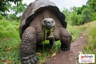 (عکس) با بزرگترین لاک پشت جهان آشنا شوید که 1 تن وزن دارد!