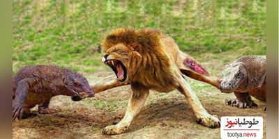 (ویدئو) جذاب ترین مستند حیات وحش حیوانات/ نبرد نفس‌گیر اژدهای کومودوی وحشی و  شیر