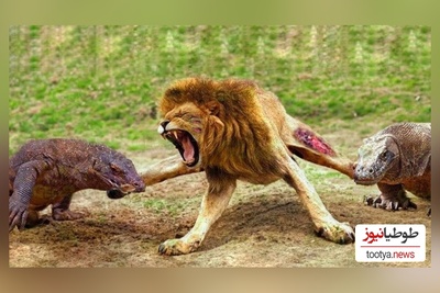 (ویدئو) جذاب ترین مستند حیات وحش حیوانات/ نبرد نفس‌گیر اژدهای کومودوی وحشی و  شیر