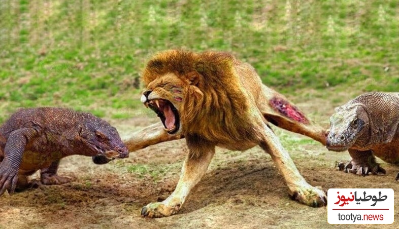 (ویدئو) جذاب ترین مستند حیات وحش حیوانات/ نبرد نفس‌گیر اژدهای کومودوی وحشی و  شیر