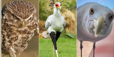 (تصاویر) بی‌اعصاب ترین پرندگان جهان/ 17 تصویر باورنکردنی از پرنگانی که اصلا و ابدا اعصاب ندارند