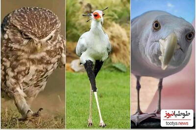 (تصاویر) بی‌اعصاب ترین پرندگان جهان/ 17 تصویر باورنکردنی از پرندگانی که اصلا و ابدا اعصاب ندارند
