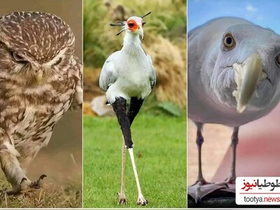(تصاویر) بی‌اعصاب ترین پرندگان جهان/ 17 تصویر باورنکردنی از پرندگانی که اصلا و ابدا اعصاب ندارند
