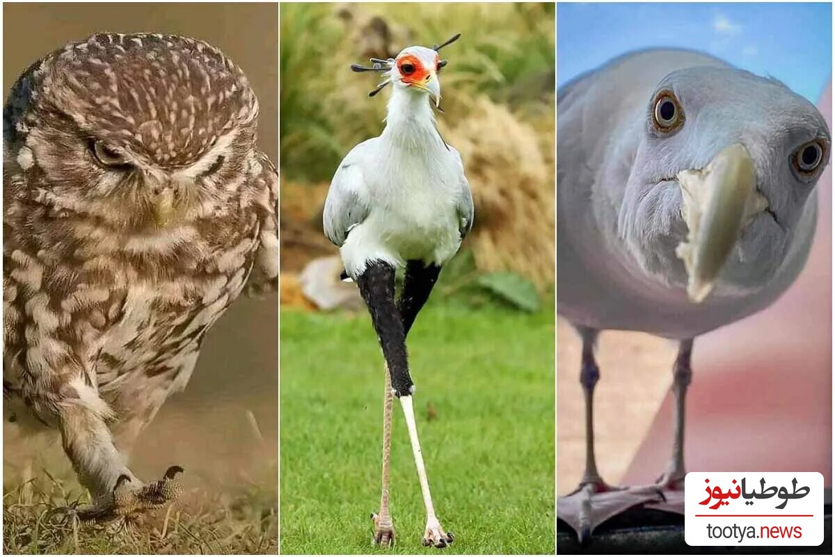 (تصاویر) بی‌اعصاب ترین پرندگان جهان/ 17 تصویر باورنکردنی از پرنگانی که اصلا و ابدا اعصاب ندارند