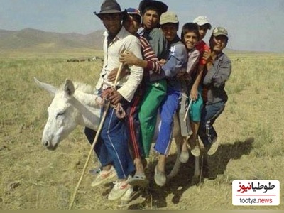 خلاقیت خنده‌دار چوپان ایرانی در حمل بار با اُلاغ حماسه آفرید/ این چه کاریه آخه مرد حسابی😂