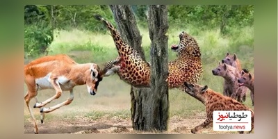 (ویدئو) مستند حیات وحش حیوانات/ نبرد نفس‌گیر پلنگ وحشی و گوزن موذی