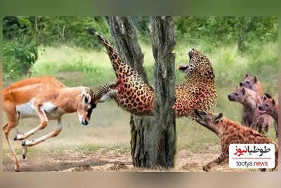 (ویدئو) مستند حیات وحش حیوانات/ نبرد نفس‌گیر پلنگ وحشی و گوزن موذی