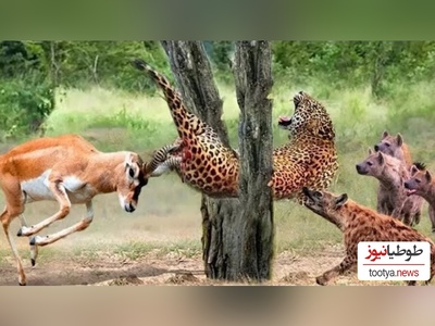 (ویدئو) مستند حیات وحش حیوانات/ نبرد نفس‌گیر پلنگ وحشی و گوزن موذی