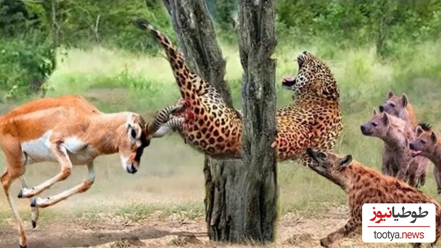 (ویدئو) مستند حیات وحش حیوانات/ نبرد نفس‌گیر پلنگ وحشی و گوزن موذی