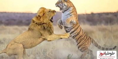 (ویدئو) مستند حیات وحش، راز بقا؛ این داستان: صحنه نادر جدال شیر و ببر در قفس