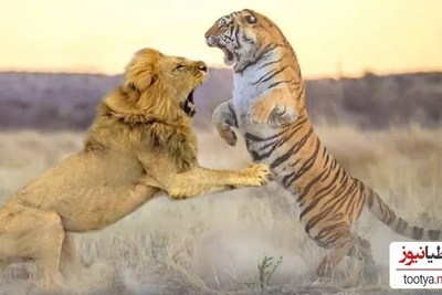 (ویدئو) مستند حیات وحش، راز بقا؛ این داستان: صحنه نادر جدال شیر و ببر در قفس
