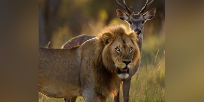 فیلم/ ورق هایی از کتاب جنگل؛ مستند حیات وحش/جثه عظیم شیر در برابر بچه آهو/از چنگال شیر تا آغوش تسلیم؛ آهوی ضعیف که سلطان را رام کرد