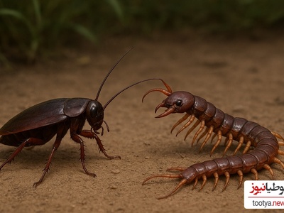 فیلم/ مستند حیات وحش حیوانات/ نبرد هزارپای چابک و سوسکِ زره‌پوش