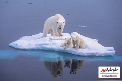 (ویدئو) باورنکردنی ترین منظره در قطب شمال؛ راه رفتن خرس قطبی رو دریای خروشان