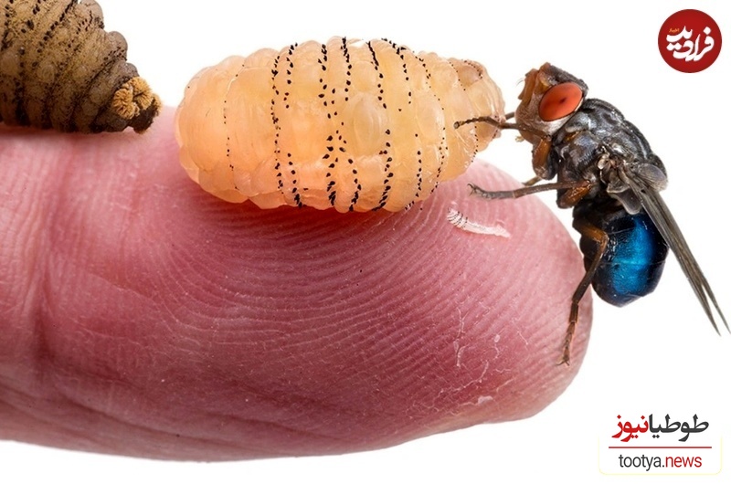 مگس پاشنه 