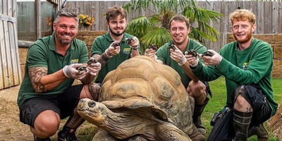 (ویدئو) ویژه علاقه مندان به مستند حیات وحش  حیوانات/ عاشقانه‌های لاک پشت‌ها به سبک جک و رُز فیلم  «تایتانیک»