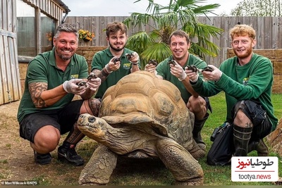 (ویدئو) ویژه علاقه مندان به مستند حیات وحش  حیوانات/ عاشقانه‌های لاک پشت‌ها به سبک جک و رُز فیلم  «تایتانیک»