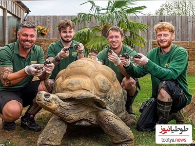 (ویدئو) ویژه علاقه مندان به مستند حیات وحش  حیوانات/ عاشقانه‌های لاک پشت‌ها به سبک جک و رُز فیلم  «تایتانیک»