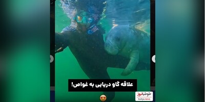 (ویدئو) عاشق ترین گاودریایی که تابحال دیده اید!/ عللاقه عجیب گاو دریایی به غواص/ ببینین چطوری محکم پاشو بغل کرده ولم نمیکنه!