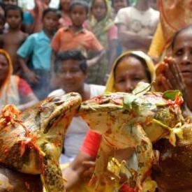 (ویدیو) فرار از گرما به روش جشن مجلل !/جشن عروسی قورباغه‌ ای در هند برای بارش باران