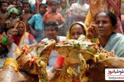 (ویدیو) فرار از گرما به روش جشن مجلل !/جشن عروسی قورباغه‌ ای در هند برای بارش باران