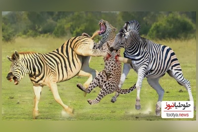 (ویدئو)ویژه علاقه مندان به مستند حیات وحش حیوانات/ راز بقا، این داستان: نبرد نفس‌گیر  یوزپلنگ و گورخر
