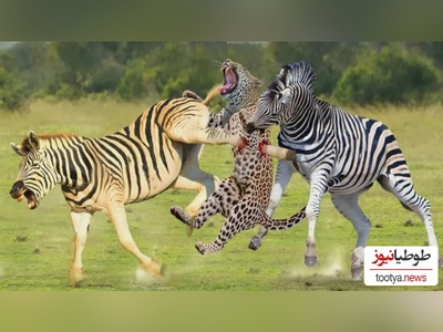 (ویدئو)ویژه علاقه مندان به مستند حیات وحش حیوانات/ راز بقا، این داستان: نبرد نفس‌گیر  یوزپلنگ و گورخر