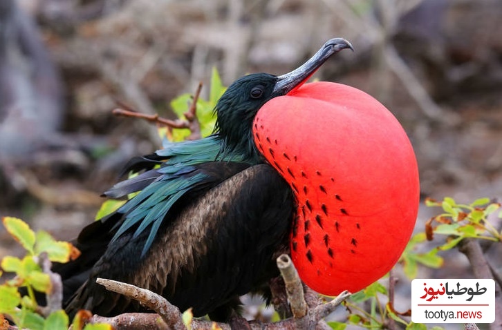 مرغ کله کدو (Frigatebird)