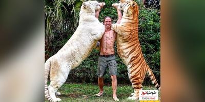 (ویدئو) مستند حیات وحش حیوانات/ راز بقا، این داستان:نبرد نفس‌گیر شیر و ببر