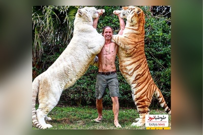 (ویدئو) مستند حیات وحش حیوانات/ راز بقا، این داستان:نبرد نفس‌گیر شیر و ببر