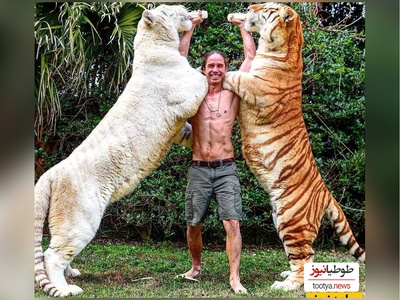 (ویدئو) مستند حیات وحش حیوانات/ راز بقا، این داستان:نبرد نفس‌گیر شیر و ببر