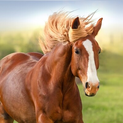 (ویدیو) استثنایی ترین اسب جهان با موهای فرفری که یکی از گرانترین هاست/ قبول دارین اسب فقط با موهای صاف و لختشه که قشنگه؟