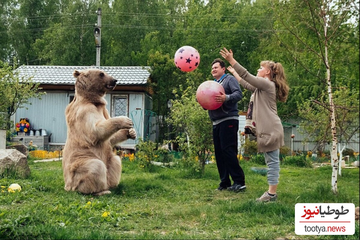 (تصویر) مقایسه پنجه های ترسناک خرس گریزلی و سر انسان که دیدنش شما را شوکه میکند!😯