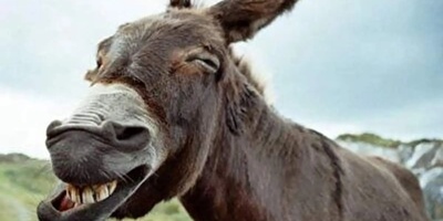 (ویدئو) ویژه علاقه مندان به مستند حیات وحش حیوانات/ راز بقا، این داستان: لاکچری ترین و پولدارترین اُلاغ جهان با آجیل چند میلیونی