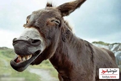 (ویدئو) ویژه علاقه مندان به مستند حیات وحش حیوانات/ راز بقا، این داستان: لاکچری ترین و پولدارترین اُلاغ جهان با آجیل چند میلیونی