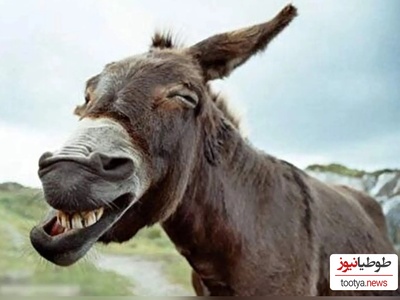 (ویدئو) ویژه علاقه مندان به مستند حیات وحش حیوانات/ راز بقا، این داستان: لاکچری ترین و پولدارترین اُلاغ جهان با آجیل چند میلیونی