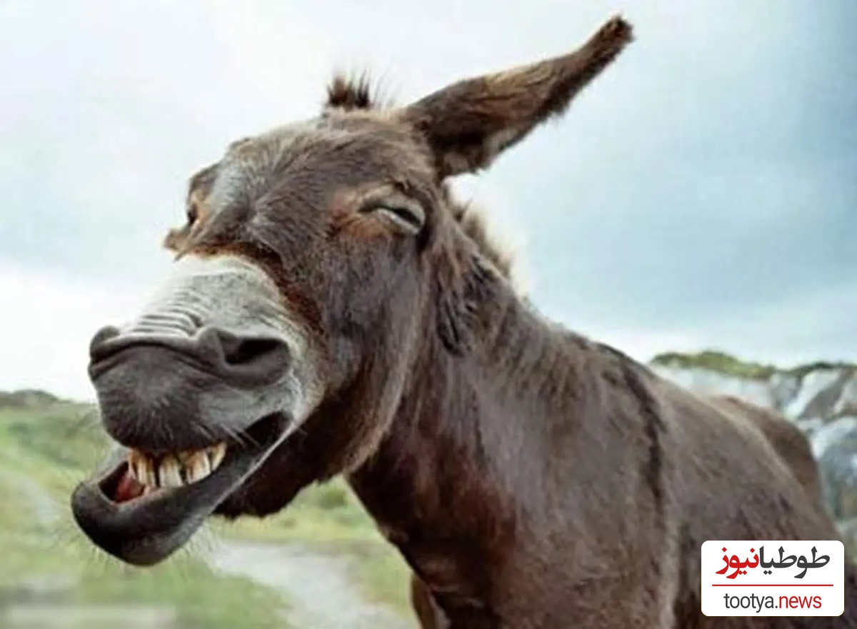 (ویدئو) ویژه علاقه مندان به مستند حیات وحش حیوانات/ راز بقا، این داستان: لاکچری ترین و پولدارترین اُلاغ جهان با آجیل چند میلیونی