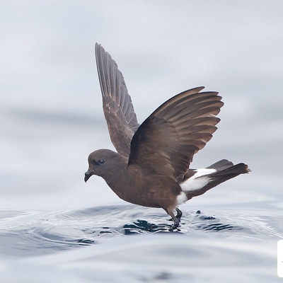 لحظاتی از تقلا و تلاش نفسگیر پرنده برا نجات از طوفان +ویدئو